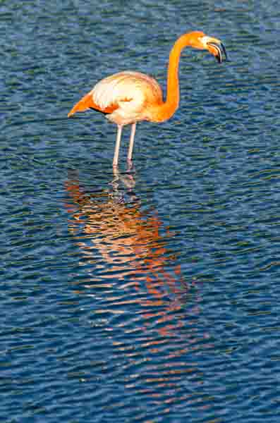 Flamenco - isla Isabela - islas Galapagos - Ecuador 18.jpg